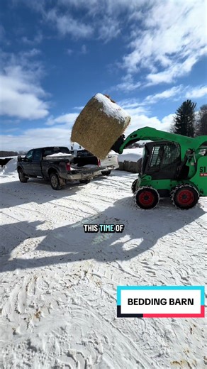 Bedding Barn: Essential Tips for Livestock Care