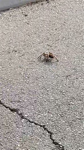 Tarantula going for a walk