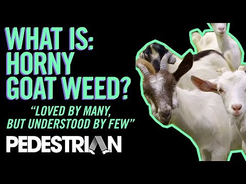 WHAT IS: Horny Goat Weed | PEDESTRIAN.TV