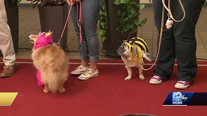 Fromm Petfest to take over the Summerfest Grounds