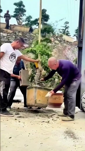 The Challenge of Repotting a Large Bonsai: Full Process Recording - Watch the Team’s Operation