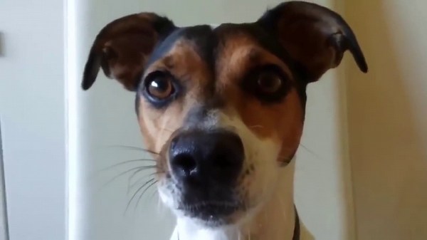 "Top 10 Hilarious Dog Barking Videos: Barks, Howls, and Laughter!"
