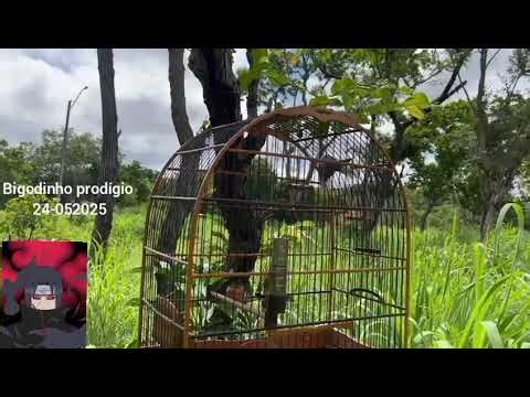 Prodígio vs Pretao de Demerval