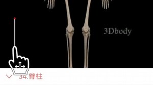 人体解剖学习3DBody-骨骼系统