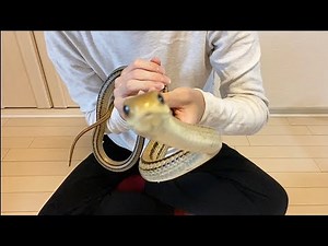 採取したばかりのシマヘビをハンドリングした結果…【蛇の飼育】♦️The result of handling the freshly collected striped snake ...