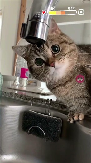 Ruining a cute cat video with an Apple Pencil 🍏 #funnycats #cutecat #catdoodles #oopsmeow