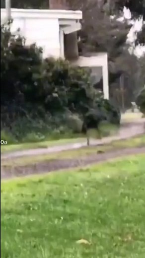 Energetic Black Dog Running in Grassy Yard
