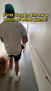 The first dog to throw out a MLB pitch! #goldendoodle #baseball #miami | Brodie That Dood