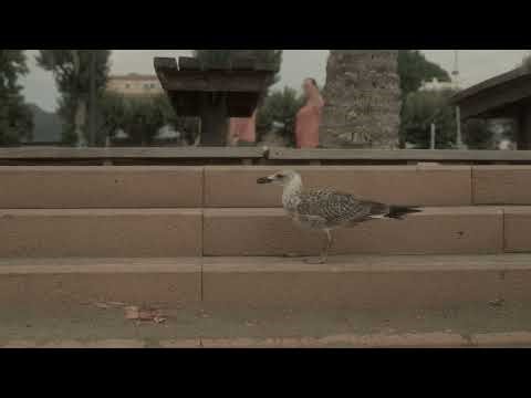 Seagull Stroll on Sandy Spanish Beachfront