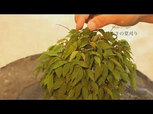 How to Keyaki Hagari