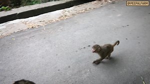 171 reactions · 94 shares | Dogs and humans have been friends for...