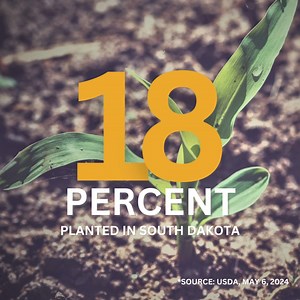 According to the USDA, 18% of corn has been planted in South Dakota as of May 6. | South Dakota Corn
