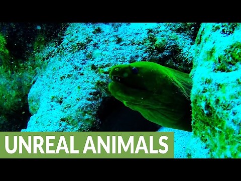 Monstrous moray eel displays impressive teeth
