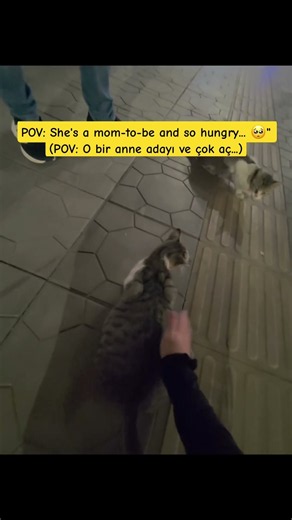 POV: Pregnant stray cat love 🥺Hamile sokak kedisi POV 🐾