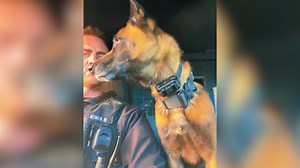 K-9 Officer Forgets All His Training While Waiting For A Pup Cup