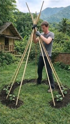 From Bamboo Frame to Lush Bean Garden