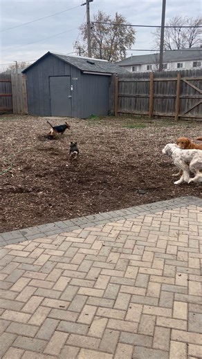 Getting ready to pass out and nap 😍🐾😂 | Pet Paradise Dog Daycare & Boarding