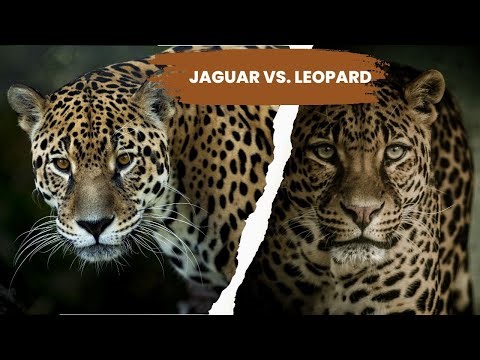 The Difference Between Leopard and Jaguar - Fun Facts About Wild Cats