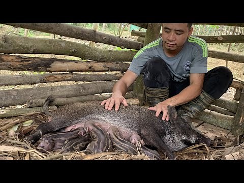 Survival instinct, wilderness alone, Jhony helps wild boar give birth, build a life (EP 146)