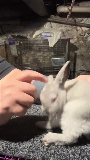 @imadedisfarm: Baby update! Rambling about the babies and the mini Rex currently growing out.
