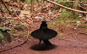 Parotia: Ballerina Dance | Bird Academy • The Cornell Lab