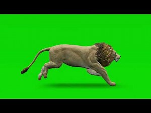 Running Lion Green Screen | 4K 60FPS Stock Footage