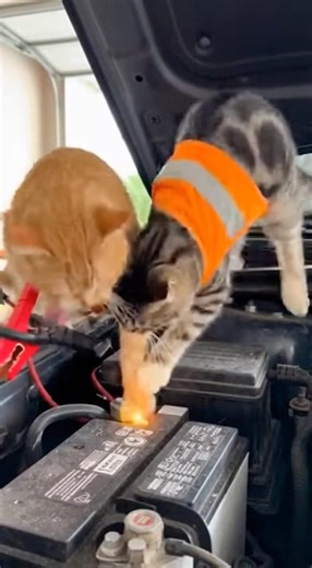 🔋 First day on the job. #cat