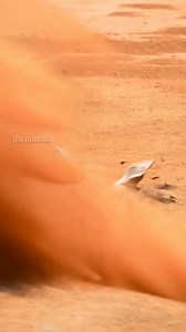 915K views · 4.6K reactions | Man Fights Off Kangaroo To Save His Dog! #rescue #animals #pets | Paul Vu | Facebook