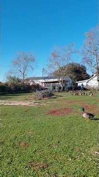 Listen to all that duck chatter. What do you think they're sayin'? #duckrunrelease #coldday #ducks