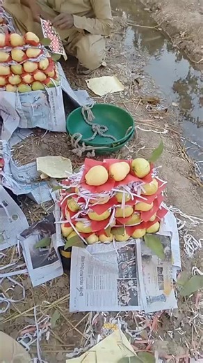 چائنہ فروٹ کمپنی جہانگیرہ (@chainafruitcompney1)’s videos with original sound - 👑 King 🚬 Shinwari👑