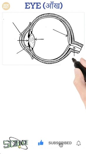 The Secret Science of Human Eyes | parts of eyes | #eye #science