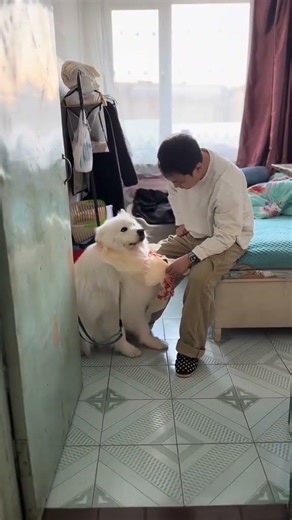 爸爸你看我给自己做个的围脖好看不😂#人与动物和谐共处 #萨摩耶
