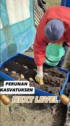 Perunat kasvihuoneessa – viljelyä halkaistuissa tynnyreissä. #diy #peruna #puutarha