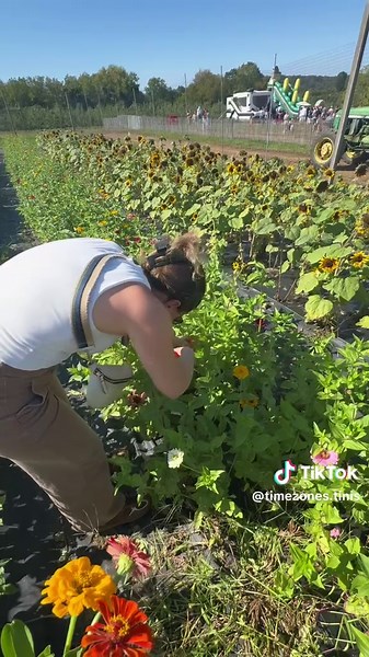 Cute fall activity (even though it was 85° today in NY 😅) check out Outhouse Orchards in North Salem, NY to pick your own gorgeous flowers. Plus they have tons of other fall activities 🍂🎃 #appleorchard #flowers #fallaesthetic #fallactivities #newyork