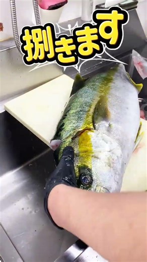 【あなたはだあれ？】 #ブリでもない #カンパチでもない #ヒラマサ #初夏の高級魚 #海が変わってきた！