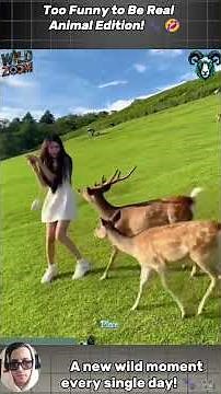 Stunning Animal World: Rare Footage, Cute Moments & Wild Attacks Caught on Camera! #animals