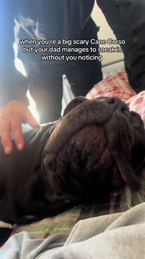 Sneaky Moments with Arlo the Cane Corso