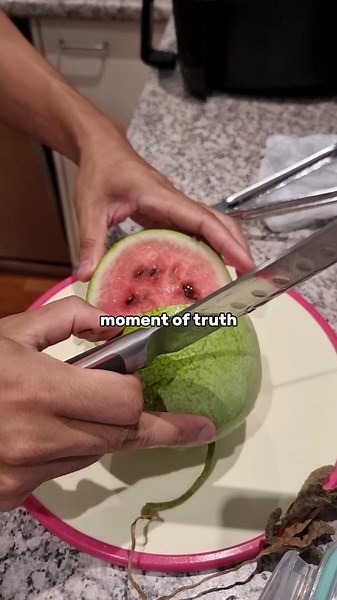 Watermelon Patch Harvest: Sweet and Juicy Melons | Growing and Gardening Tips