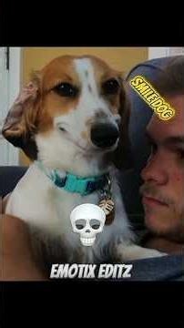 Cat Vs Dog smiling 🥀💀#shorts