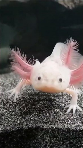 This Animal Breaks Biology