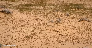 Footage of a “biblical” locust crisis triggers alarm as climate patterns shift