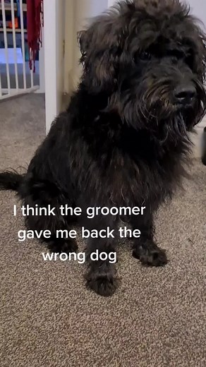 From Floof to Stud: The Schnoodle Transformation