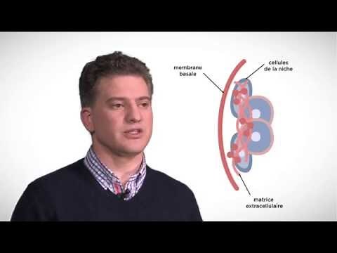 MOOC côté cours : La différenciation d'une cellule souche