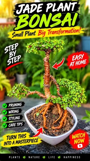 Jade Plant Bonsai Transformation 🌿🔥 | Amazing Pruning & Wiring | Beautiful Bonsai Styling