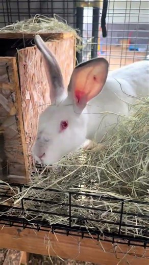 Adding nesting box for pregnant rabbit #homesteading #rabbit #viral