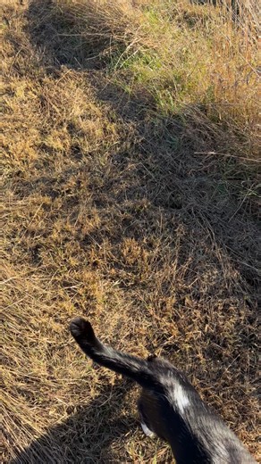 Meowdy purrtners. Monty leaped right over the inspector 🧐 🦖 If you’re a fan of Jack Spicer’s kitty cat cowboy content please consider subscribing or joining his Patreon linked in bio 😊 everything helps ❤️ #cat #cats #catlover #catsofinstagram #catlovers #cats_of_instagram #kittycat #tuxedocat #kitty #catlife | Aaron Apps