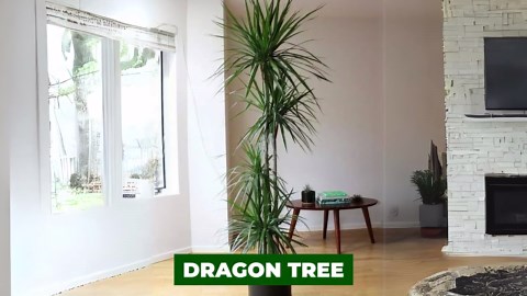 Transform your space with these 12 low light houseplants