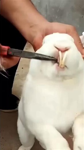 Why did this man cut the rabbit's teeth?