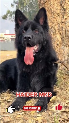 Amazinga fullentertainment video bestof fun part 377 |HAIDER MKD