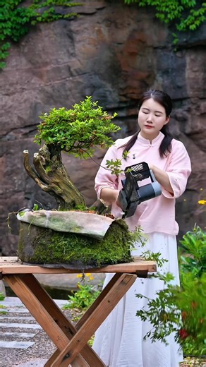 Transforming Deadwood for Bonsai Growth